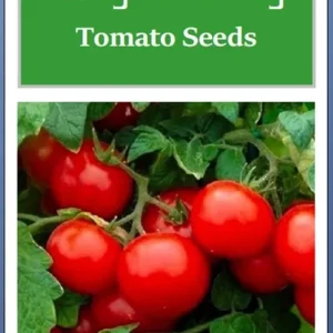 Large Cherry Tomato Seeds | Heirloom NON-GMO Vegetable Seeds | Red Fruit | Indoor/Outdoor - Image 2