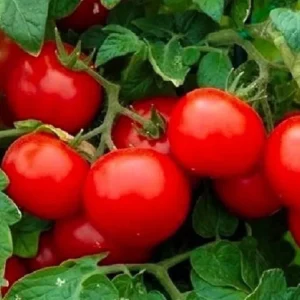 Large Cherry Tomato Seeds | Heirloom NON-GMO Vegetable Seeds | Red Fruit | Indoor/Outdoor - Image 1