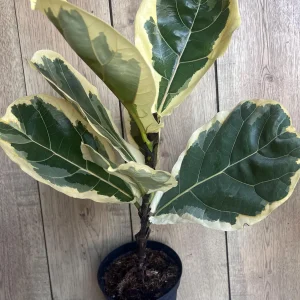 Large Variegated Fiddle Leaf Fig Live Plant - Ficus Lyrata 'Variegata' in 6" Pot - Image 2