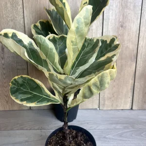 Large Variegated Fiddle Leaf Fig Live Plant - Ficus Lyrata 'Variegata' in 6