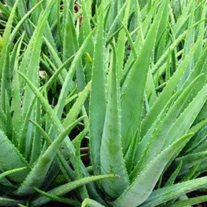 Larger Aloe Vera Live Plant – 4 inch Pot – Indoor Succulent - Image 2