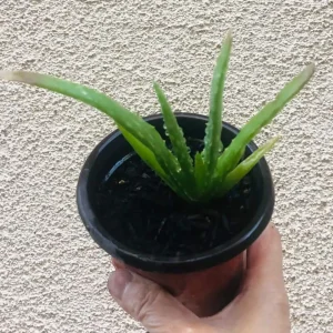 Larger Aloe Vera Live Plant – 4 inch Pot – Indoor Succulent - Image 1