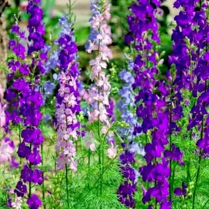 Larkspur Rocket Mix Flower Seeds - 200+ Purple & White Annuals, Outdoor - Image 1