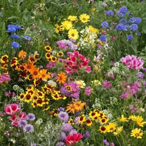 Late Bloomer Wildflower Mix Seeds - 35+ Autumn & Fall Bloom Seeds - Outdoor - Image 1