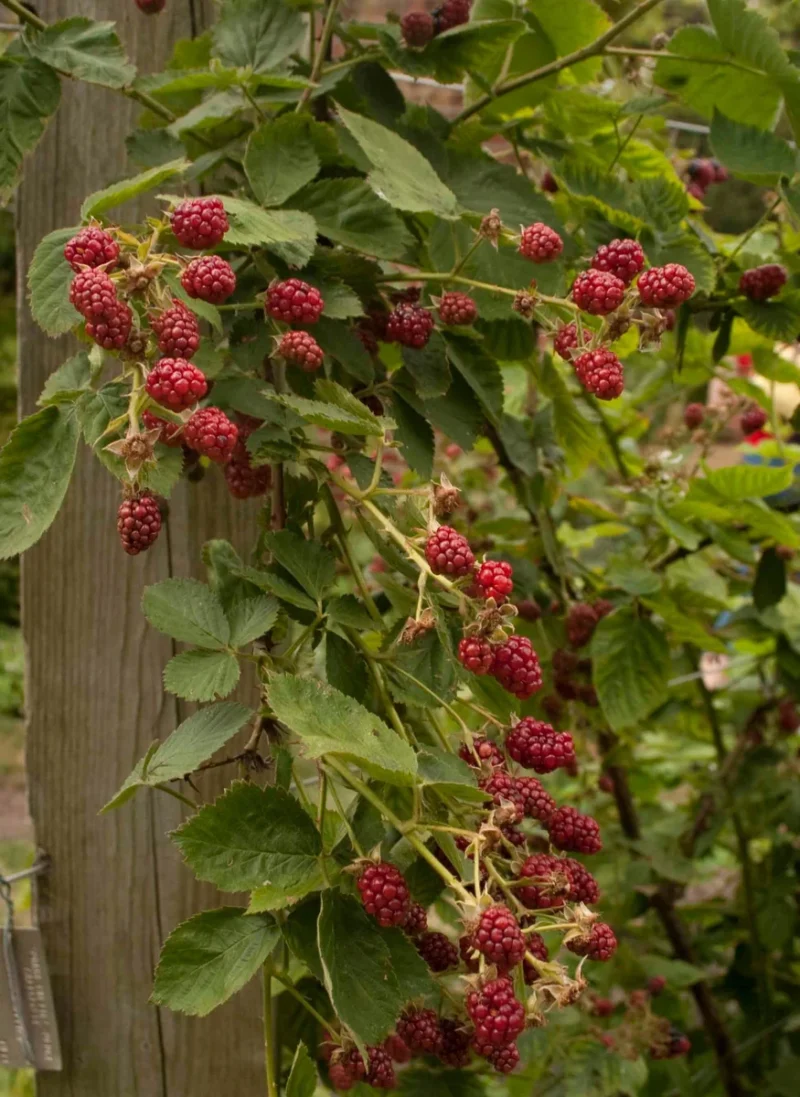 Hardy Raspberry Plants Latham Red Raspberry Starter Plug - Cold Hardy Berry Plant