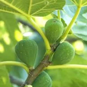 Lattarula Fig Starter Plug Live Plant - Italian Honey Ficus carica - Image 7