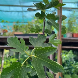 Lattarula Honey Fig Tree Live Plant - Hardy & Delicious Fruit - Image 2