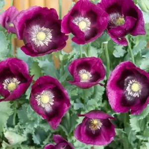 Lauren's Grape Poppy Seeds - 500 Non-GMO Purple Flower Seeds for Bees & Butterflies - Image 2