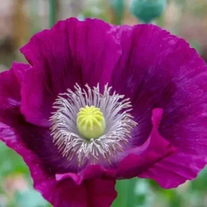 Lauren's Grape Poppy Seeds - 500 Non-GMO Purple Flower Seeds for Bees & Butterflies - Image 4