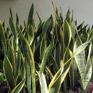 Laurentii Snake Plant Live Plant – Sansevieria – 4" Pot – Indoor - Image 2