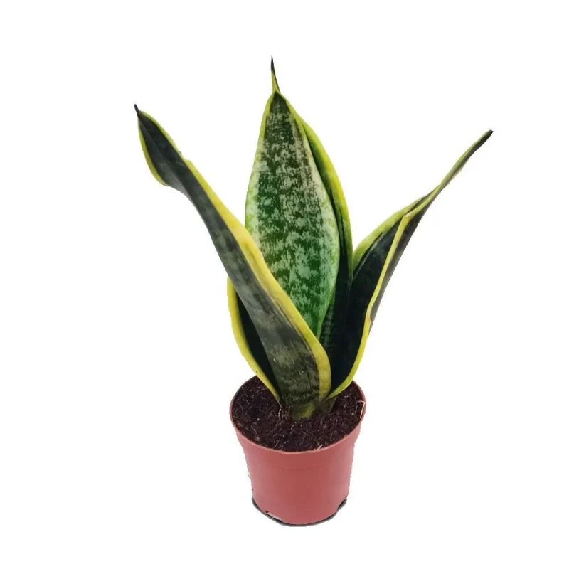 succulent seeds buy Echeveria Mix Seeds main image 0