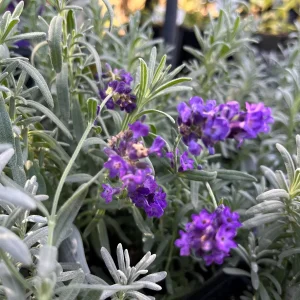 Lavender Big Time Blue Live Plant – Fragrant Perennial Herb – 4 inch Pot – Outdoor - Image 2