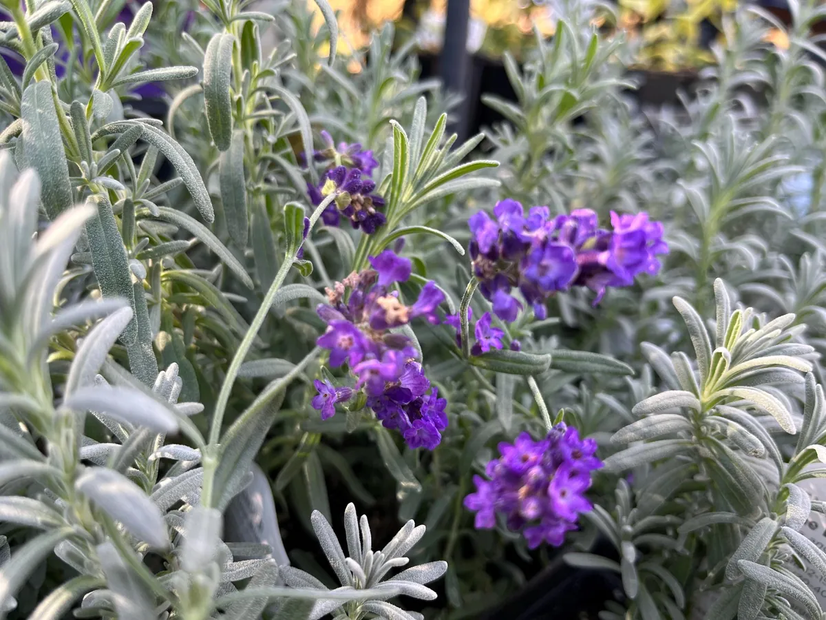 Lavender Big Time Blue Live Plant – Fragrant Perennial Herb – 4 inch Pot – Outdoor - Image 2