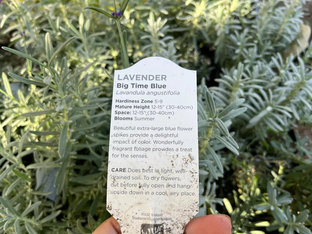 Lavender Big Time Blue Live Plant – Fragrant Perennial Herb – 4 inch Pot – Outdoor - Image 3