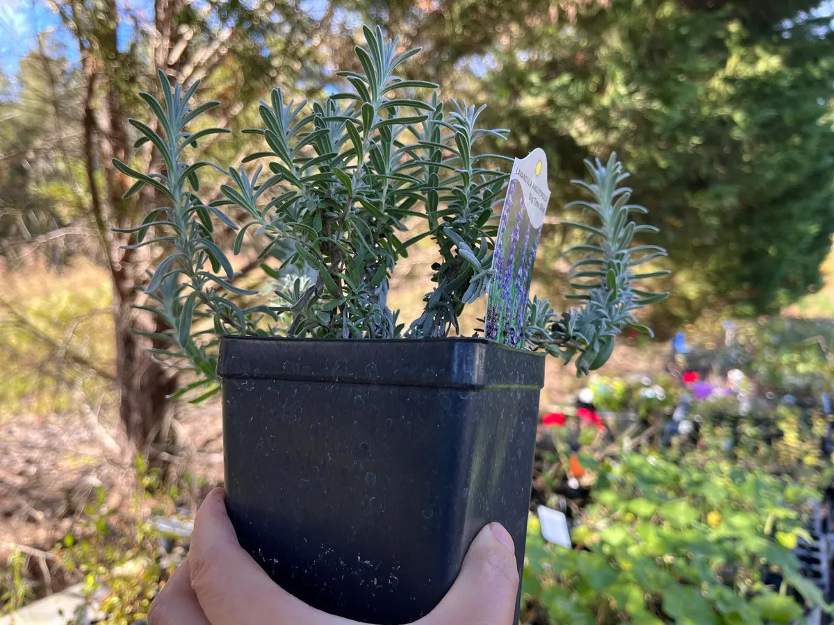 Lavender Big Time Blue Live Plant – Fragrant Perennial Herb – 4 inch Pot – Outdoor - Image 5