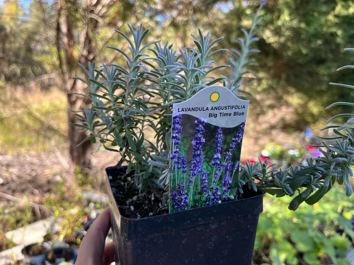 Lavender Big Time Blue Live Plant – Fragrant Perennial Herb – 4 inch Pot – Outdoor - Image 6