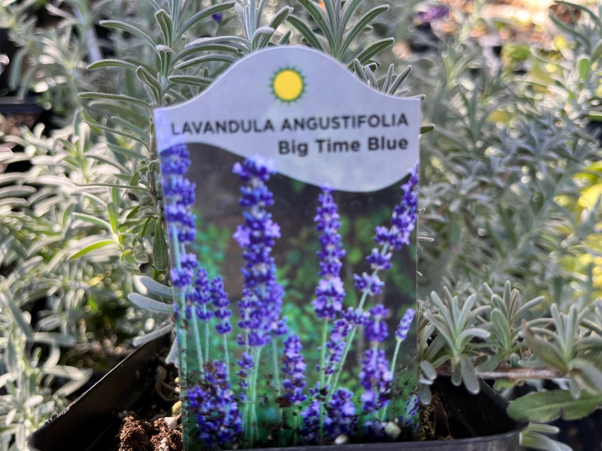 Lavender Big Time Blue Live Plant – Fragrant Perennial Herb – 4 inch Pot – Outdoor - Image 1