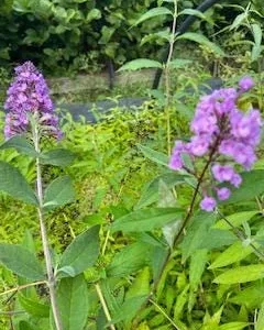 Lavender Butterfly Bush Bare-root – 2 Pack – Outdoor Shrub - Image 3