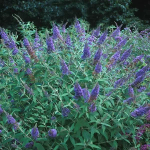 Lavender Butterfly Bush Bare-root – 2 Pack – Outdoor Shrub - Image 1