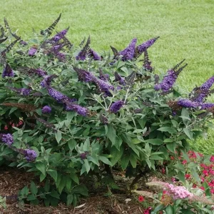 Lavender Butterfly Bush Bare-root – 2 Pack – Outdoor Shrub - Image 6