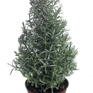 Lavender Herb Tree Live Plant - 6" Pot, 14" Tall - Fragrant Indoor/Outdoor - Image 2