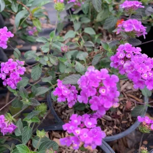 Lavender Lantana Live Plant - 1 Gallon Pot, 3-5" Tall, Outdoor Perennial - Image 1