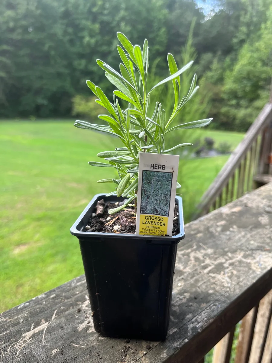 Lavender Live Plant - Aromatic Herb for Spa & Garden - 3.25 inch Pot - Image 2