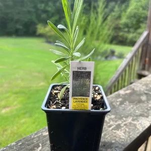 Lavender Live Plant - Aromatic Herb for Spa & Garden - 3.25 inch Pot - Image 3