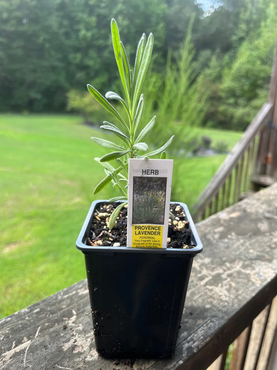 Lavender Live Plant - Aromatic Herb for Spa & Garden - 3.25 inch Pot - Image 3