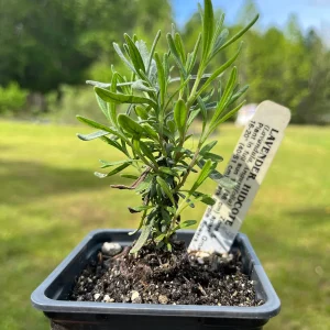 Lavender Live Plant - Aromatic Herb for Spa & Garden - 3.25 inch Pot - Image 4