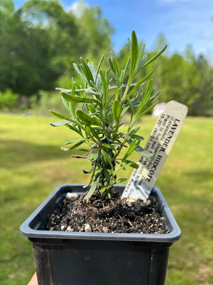 Lavender Live Plant - Aromatic Herb for Spa & Garden - 3.25 inch Pot - Image 4