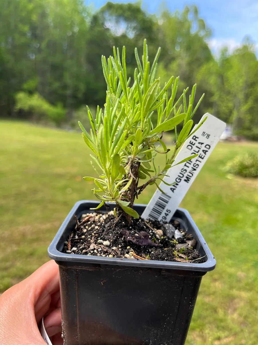 Lavender Live Plant - Aromatic Herb for Spa & Garden - 3.25 inch Pot - Image 5