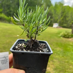 Lavender Live Plant - Aromatic Herb for Spa & Garden - 3.25 inch Pot - Image 7