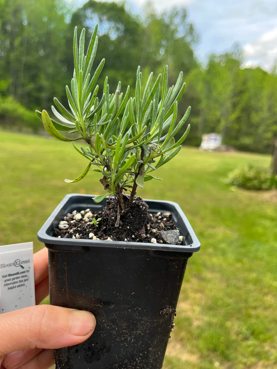 Lavender Live Plant - Aromatic Herb for Spa & Garden - 3.25 inch Pot - Image 7