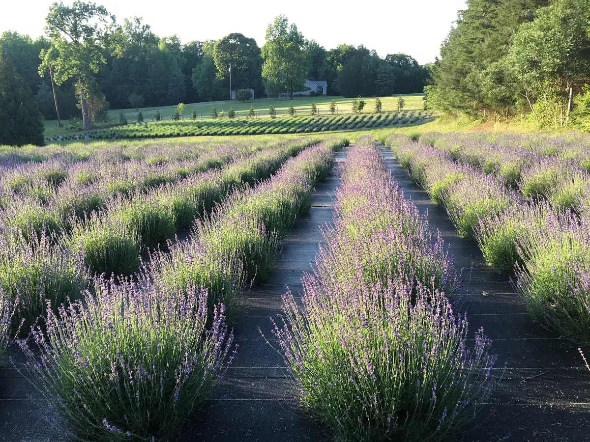 Lavender Live Plant - Aromatic Herb for Spa & Garden - 3.25 inch Pot - Image 1