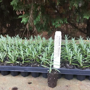 Lavender Live Plant - Aromatic Herb Well Rooted Plugs - Starter Plants for Garden & Pots - Image 2