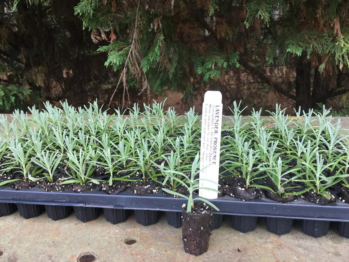 Lavender Live Plant - Aromatic Herb Well Rooted Plugs - Starter Plants for Garden & Pots - Image 2