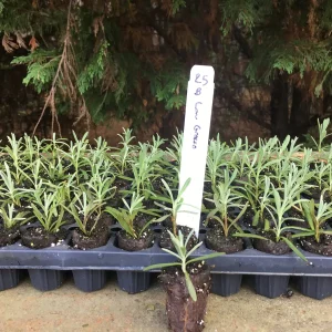 Lavender Live Plant - Aromatic Herb Well Rooted Plugs - Starter Plants for Garden & Pots - Image 3