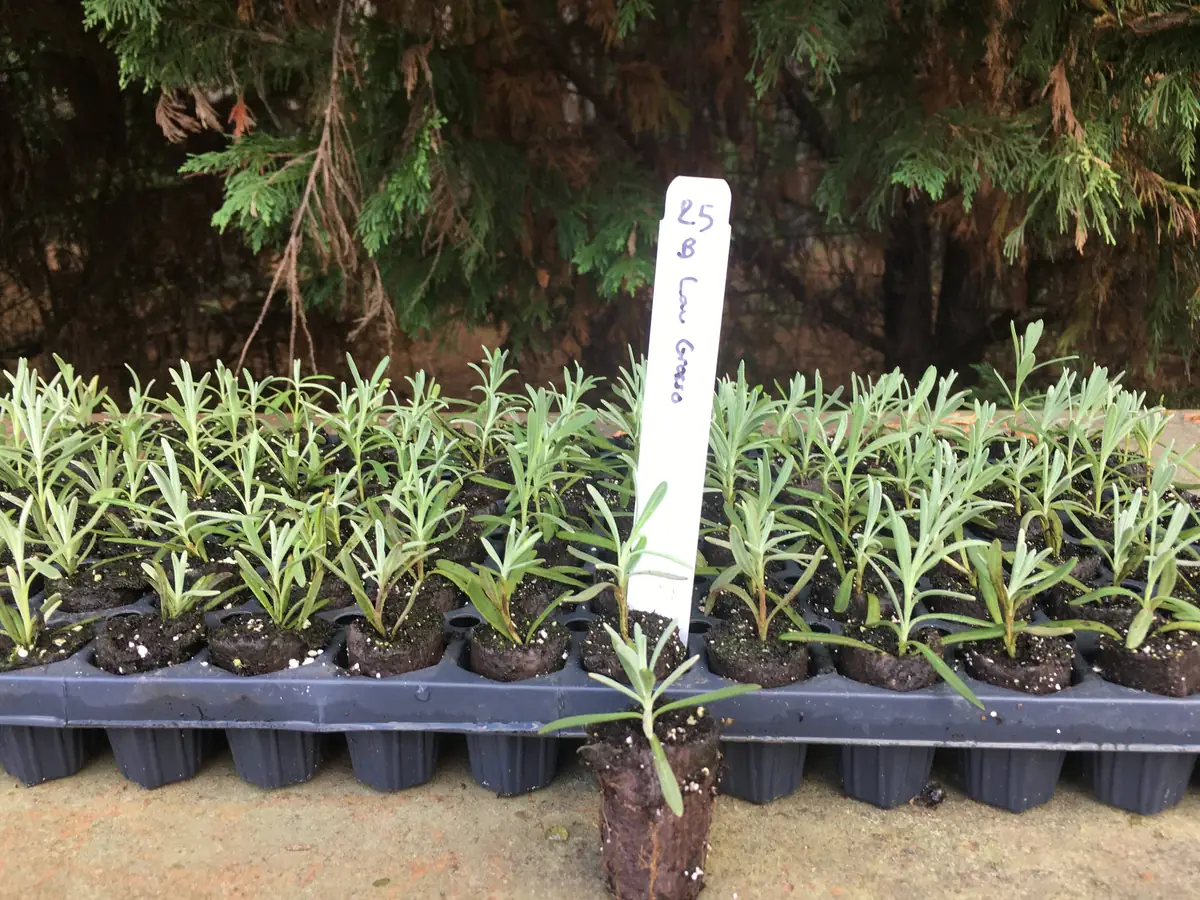 Lavender Live Plant - Aromatic Herb Well Rooted Plugs - Starter Plants for Garden & Pots - Image 3