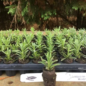 Lavender Live Plant - Aromatic Herb Well Rooted Plugs - Starter Plants for Garden & Pots - Image 4