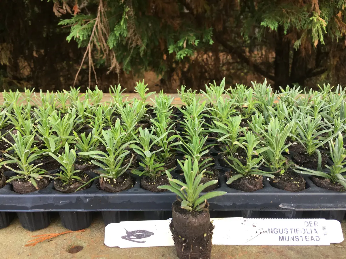 Lavender Live Plant - Aromatic Herb Well Rooted Plugs - Starter Plants for Garden & Pots - Image 4