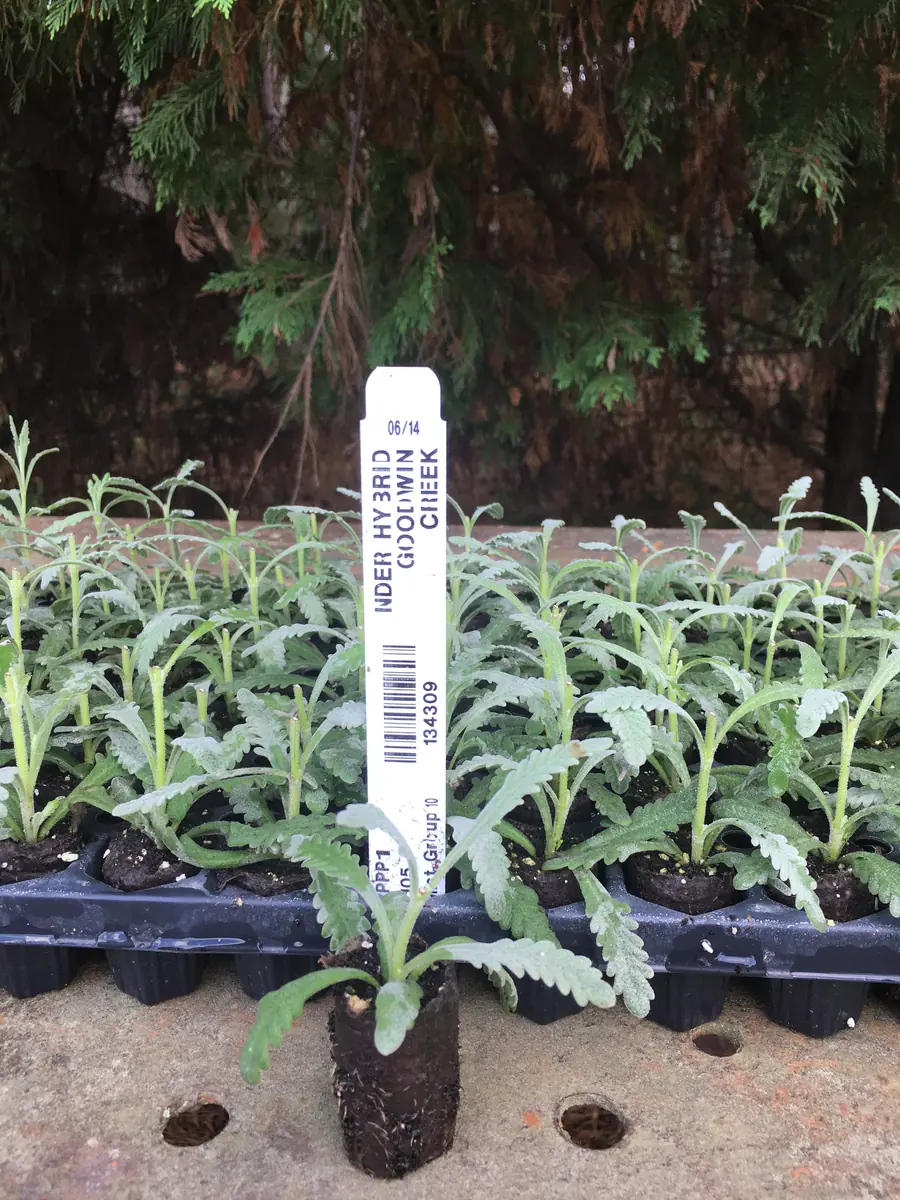 Lavender Live Plant - Aromatic Herb Well Rooted Plugs - Starter Plants for Garden & Pots - Image 5