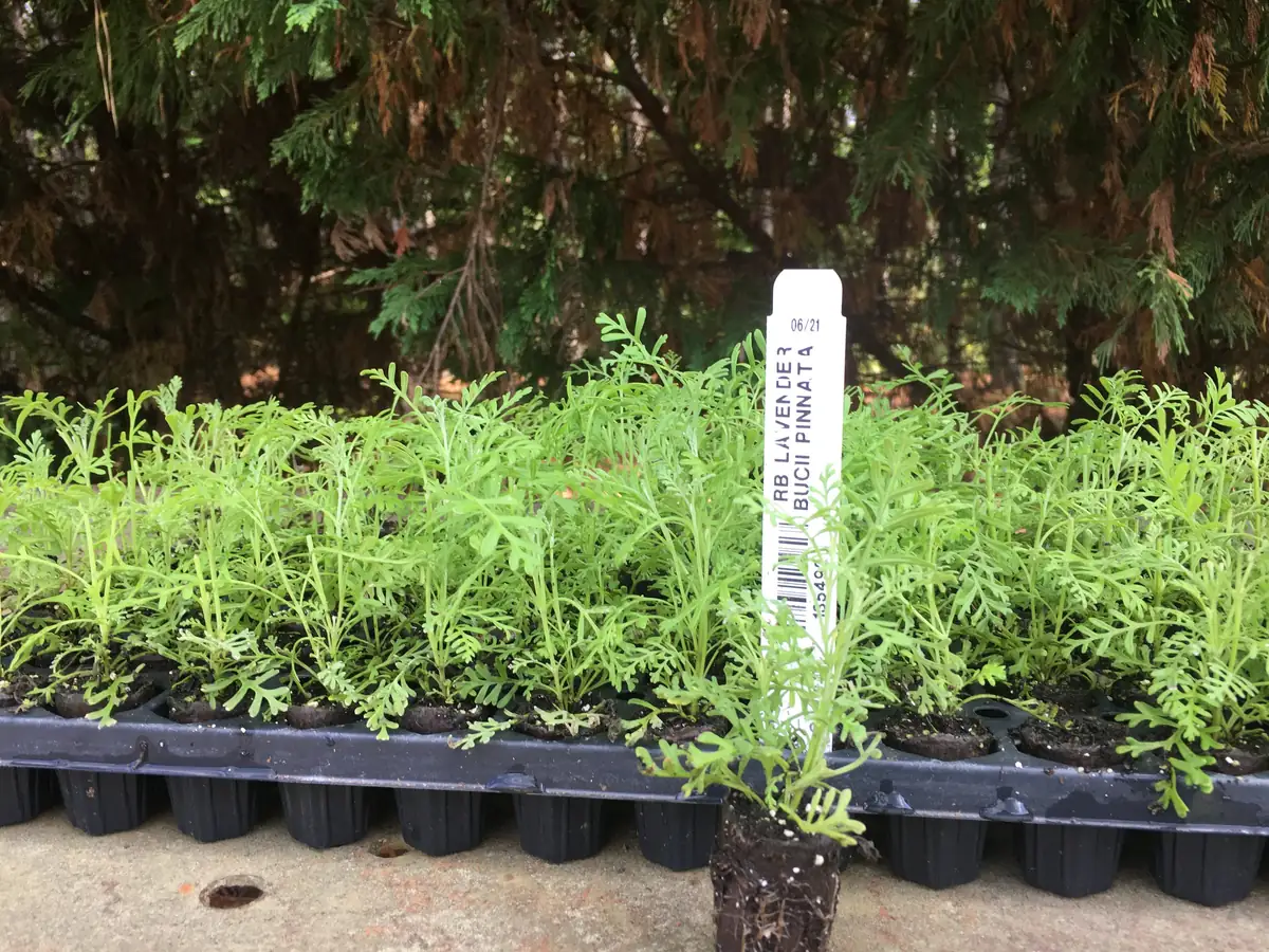 Lavender Live Plant - Aromatic Herb Well Rooted Plugs - Starter Plants for Garden & Pots - Image 6