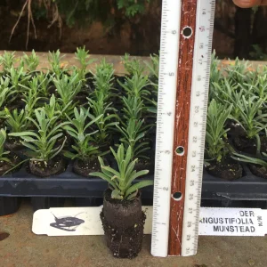 Lavender Live Plant - Aromatic Herb Well Rooted Plugs - Starter Plants for Garden & Pots - Image 7