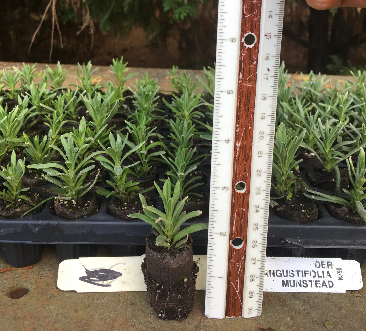 Lavender Live Plant - Aromatic Herb Well Rooted Plugs - Starter Plants for Garden & Pots - Image 7