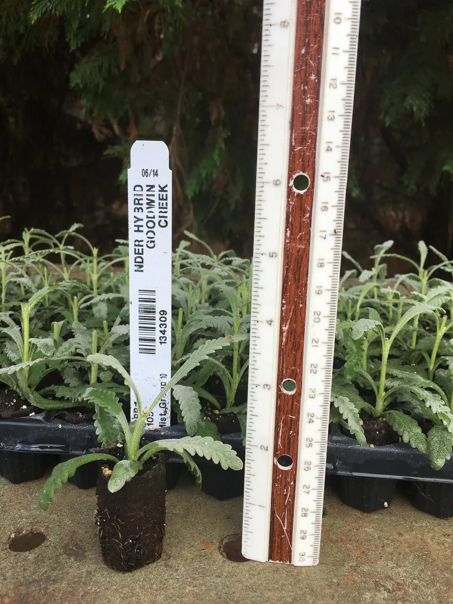 Lavender Live Plant - Aromatic Herb Well Rooted Plugs - Starter Plants for Garden & Pots - Image 8