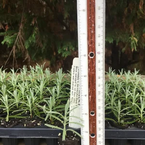 Lavender Live Plant - Aromatic Herb Well Rooted Plugs - Starter Plants for Garden & Pots - Image 9