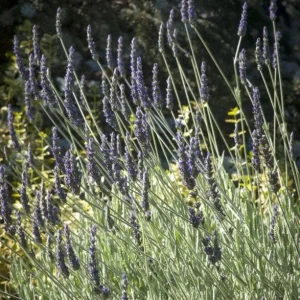 Lavender Live Plant Set (2) – 4-6