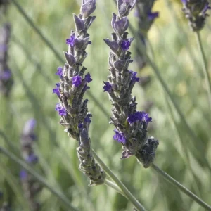 Lavender Live Plant Set (2) – 4-6