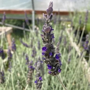 Lavender Live Plant Set (2) – 4-6